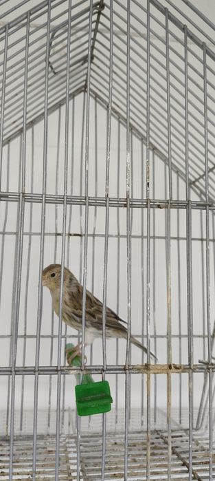 Vendo fêmea de canário