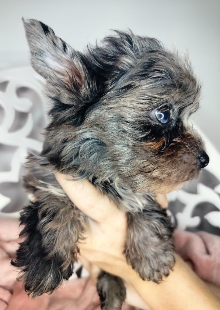ZAREZERWOWANA. Yorkshire Terrier, Blumerle, suka
