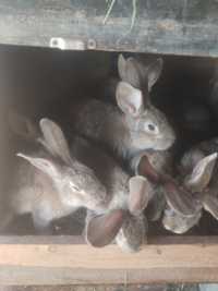 Продам кроликов,4.5-5 мес