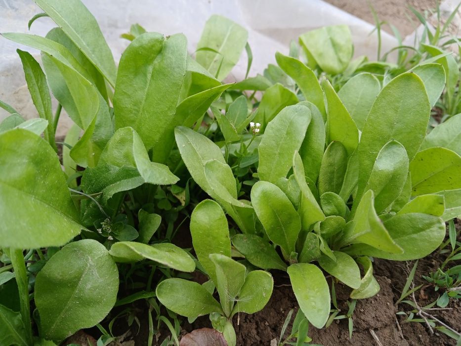 Календула нагідки свіжа сушена розсада