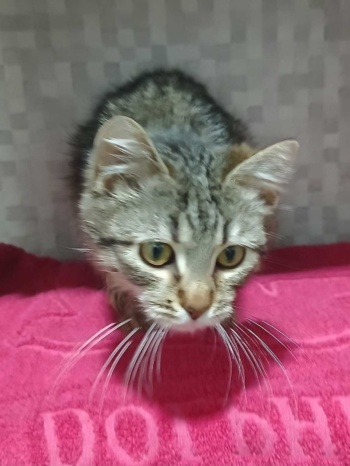 Котенок Марсель, возраст около 6 месяцев,  ищет дом!