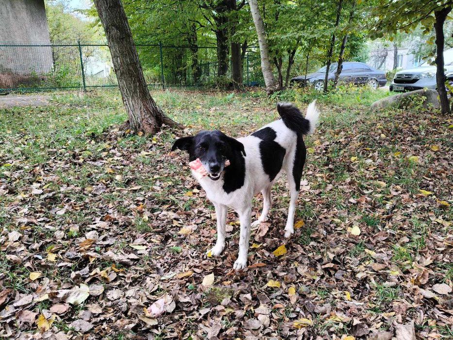 Надзвичайно добра і спокійна собака шукає дім
