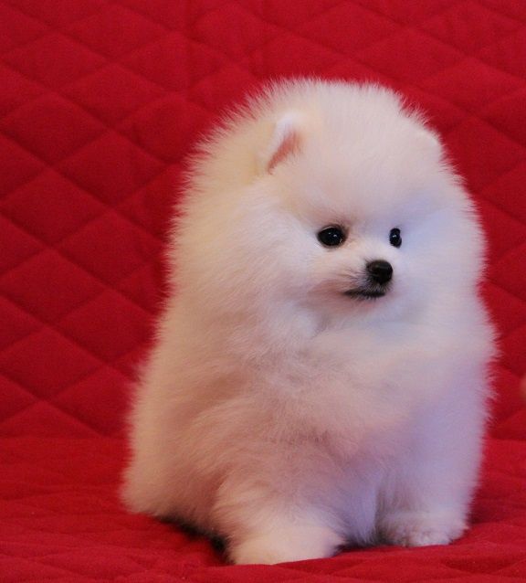 Продам шпиц мини девочка