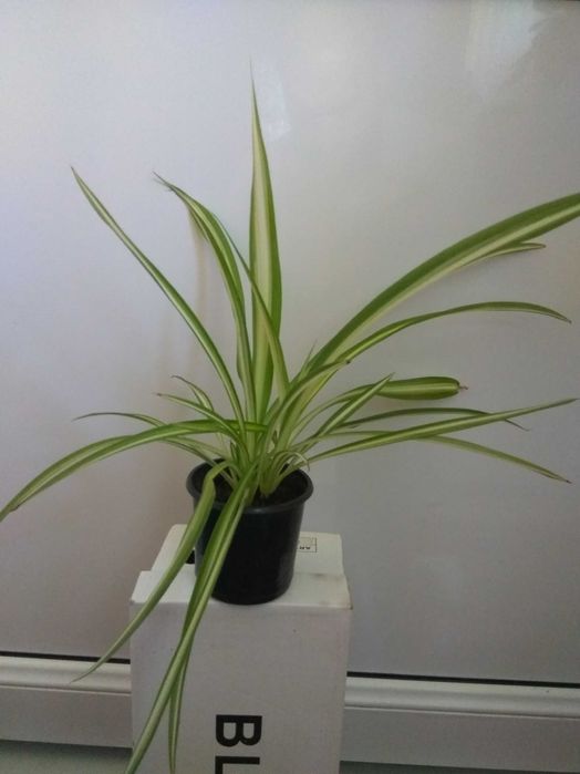 Хлорофітум. Кімнатні рослини