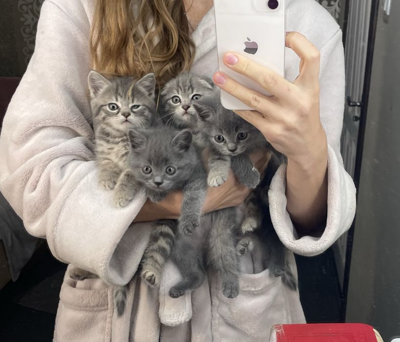 Кошенята(мама британка вислоуха)