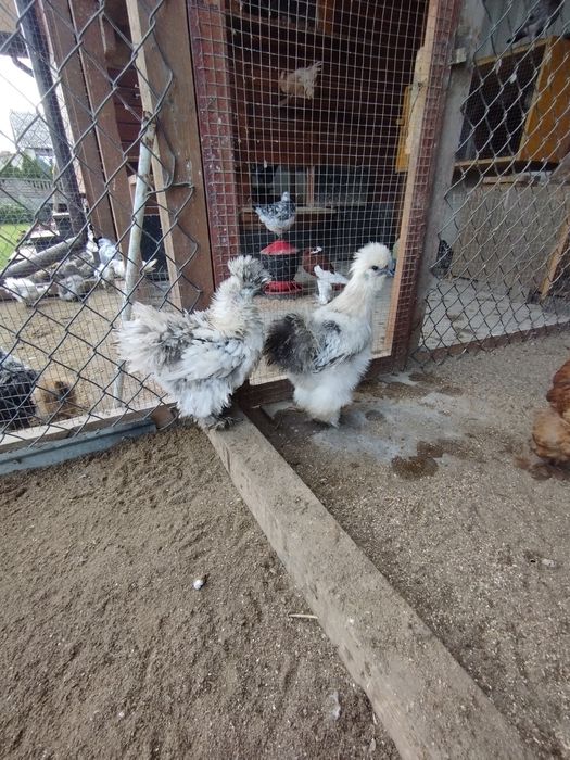 Silki jedwabiste lokowane i satynowe