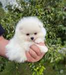 Szpic miniaturowy Pomeranian Zkwp FCI Mini XS