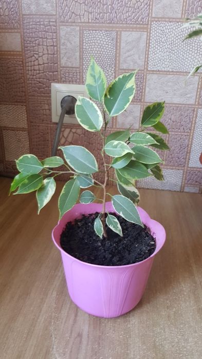 Фикус  Кинки с горшком