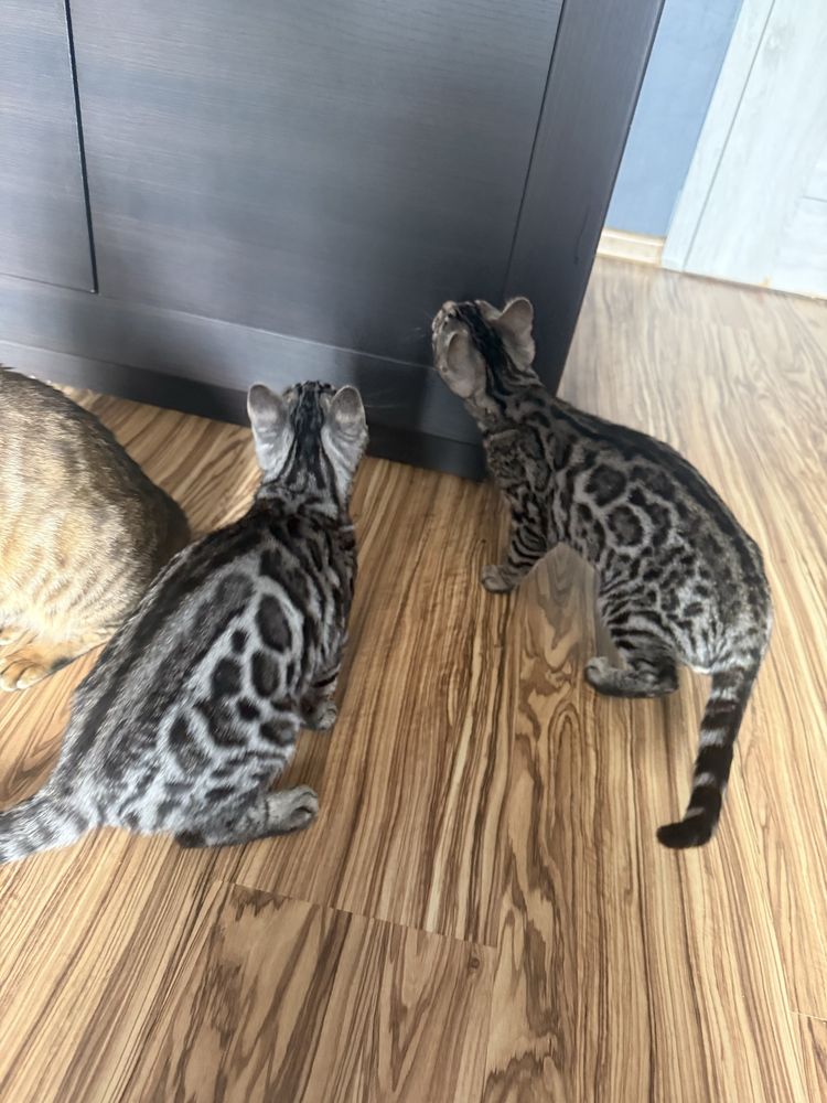 Kocurek bengalski. Srebro GOTOWY DO ODBIORU po zabiegu kastracji