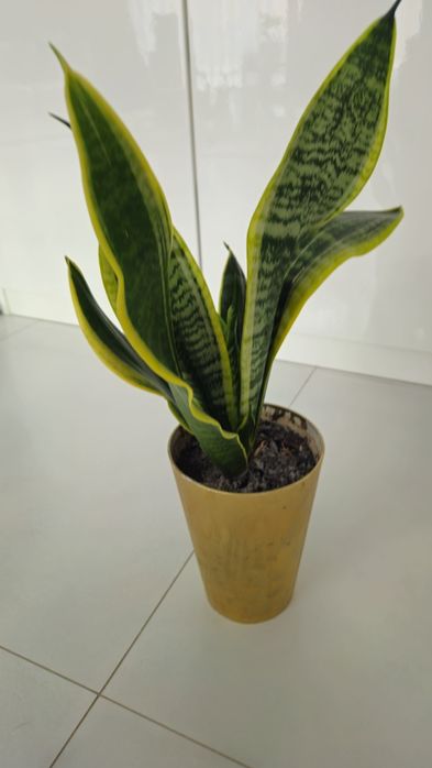 Sukolent kwiat język teściowej Sansevieria wężownica