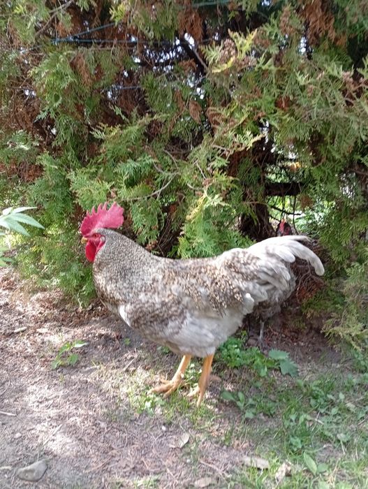 Молодий півень Домінант блакитний недорого