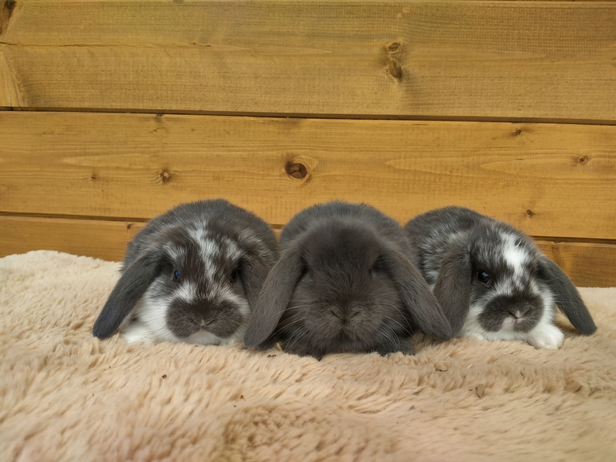 Baranek mini lop