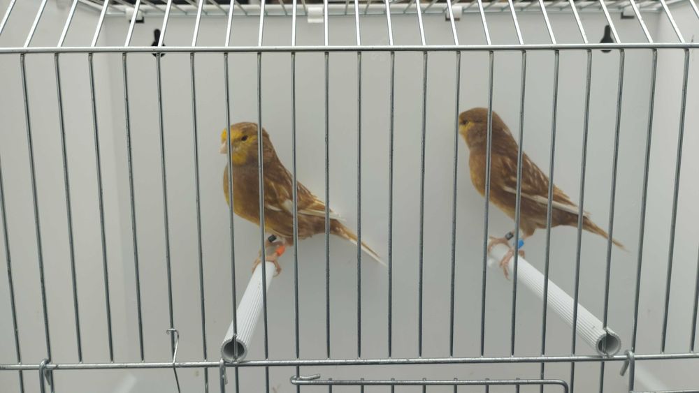 Pheos amarelos mosaico