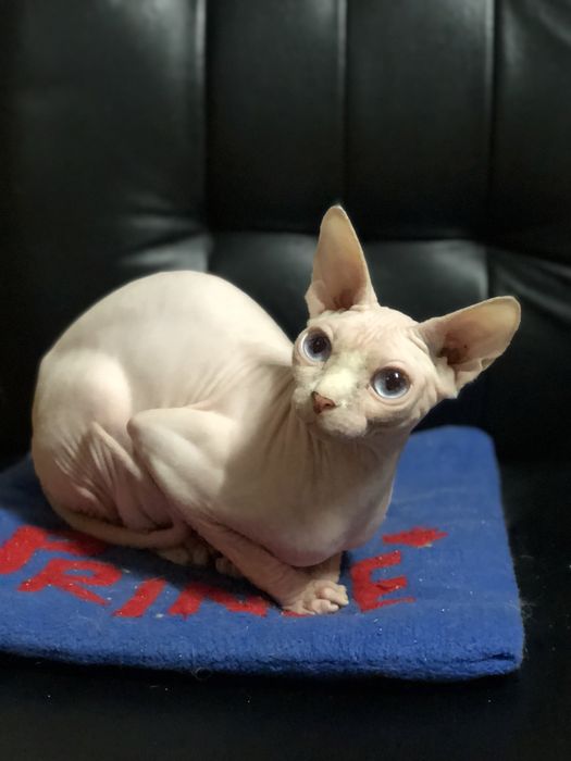 Канадский сфинкс кошка