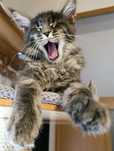 Kocur Maine Coon Armani niebieski pregowany