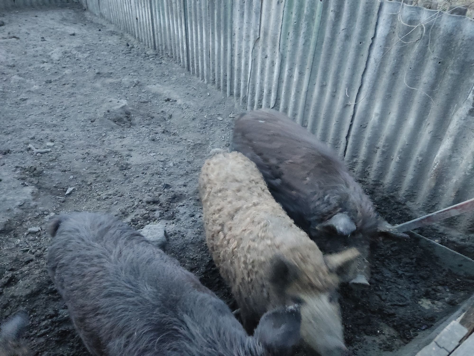 Продам свиней породы мангалица от 60 до 100кг