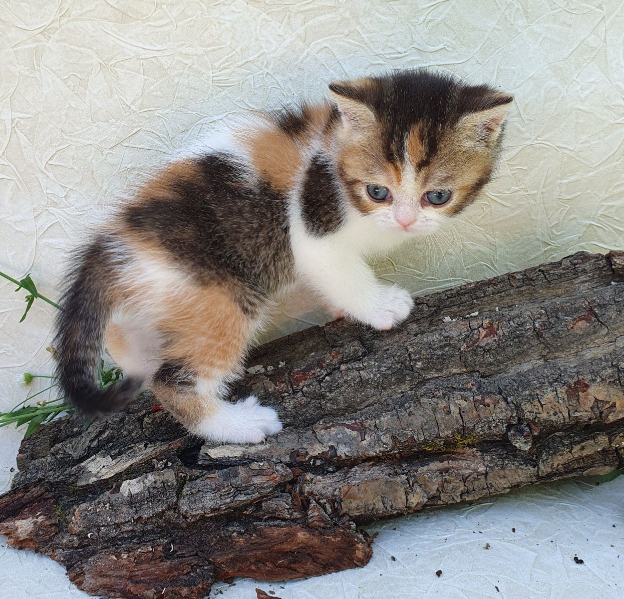 Трехцветная кошечка, самый лучший в мире окрас Котики Киев котята