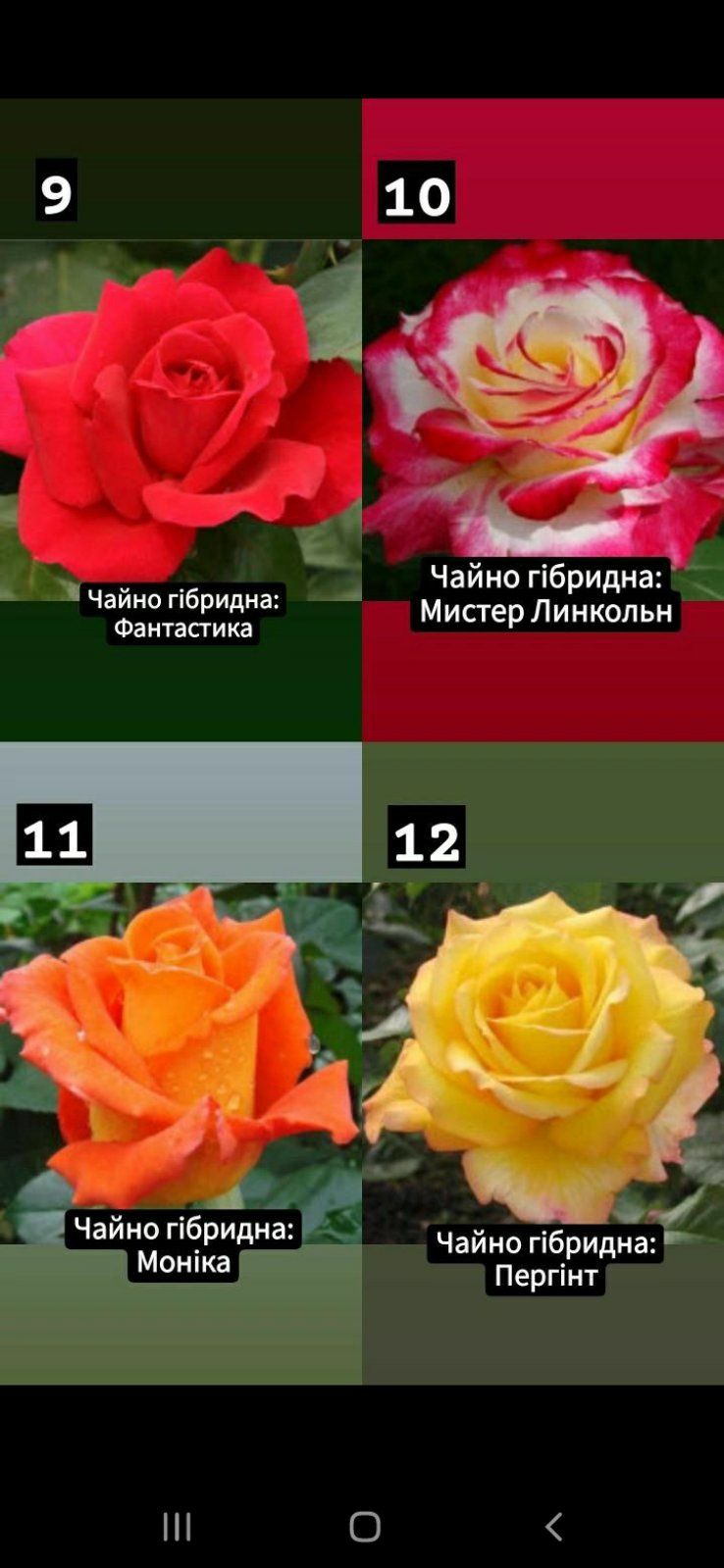 Рози Сажанці Розніца при замовленні 3 рози у подарунок Опт