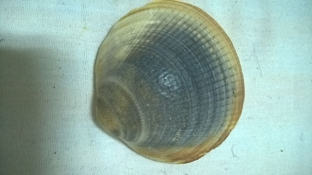 Concha redonda cinza e bege