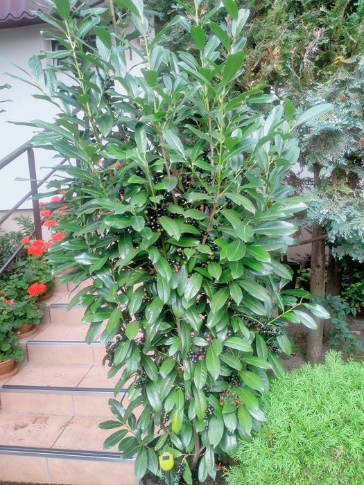 Laurowiśnia odmiana Elly