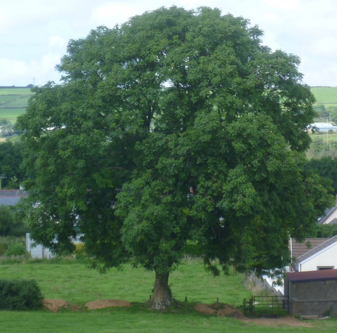 (50xUn.) Narrow-Leaved ash - Freixo - (Fraxinus Angustifolia)