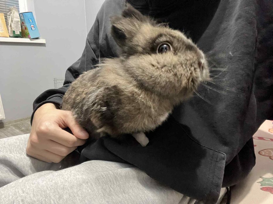 Oddam za darmo króliki.