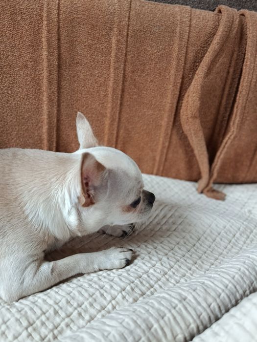 Чіхуахуа коббі щенки чихуахуа