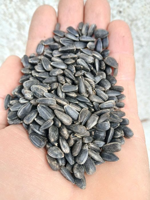 Słonecznik czarny paszowy dla ptaków gołębi zbiór 2025