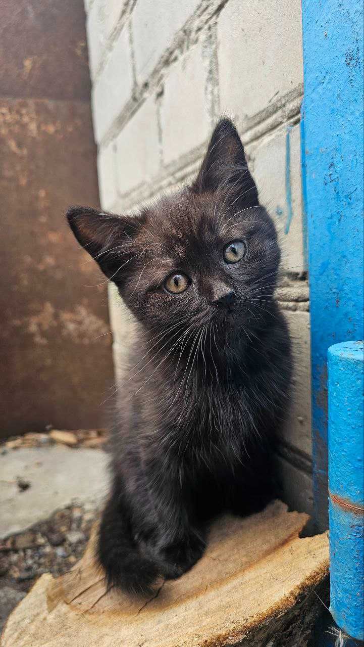 Кошенята мишоловки