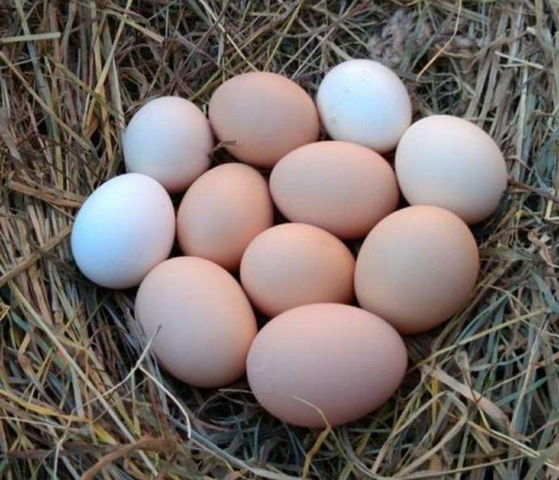 Jaja wiejskie ekologiczne