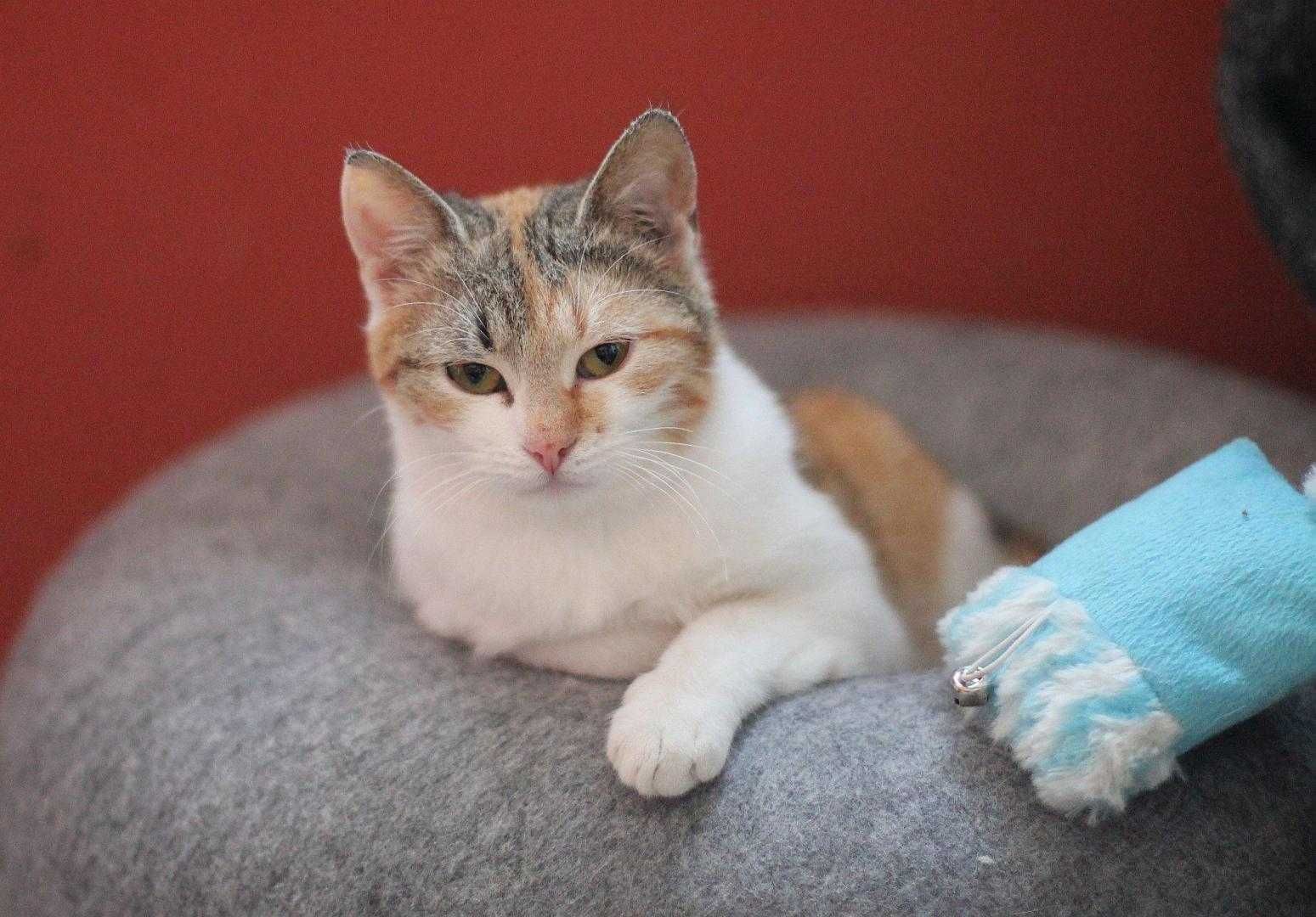 Dwie kotusie do adopcji w dwupaku.