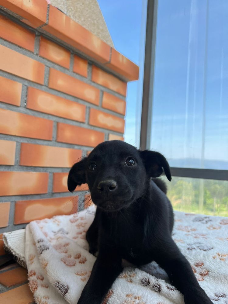 Summer, Jasper & Bailey - 3 meses, porte pequeno