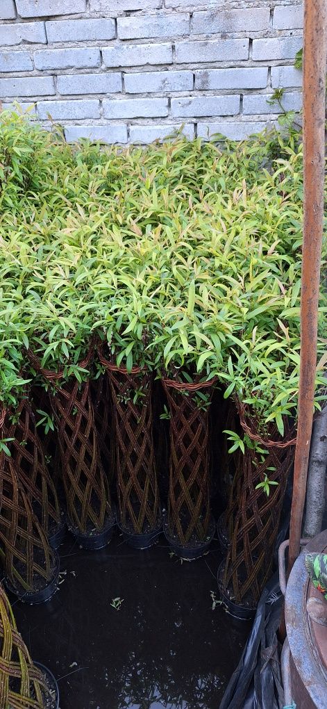 Wierzba pleciona Salix