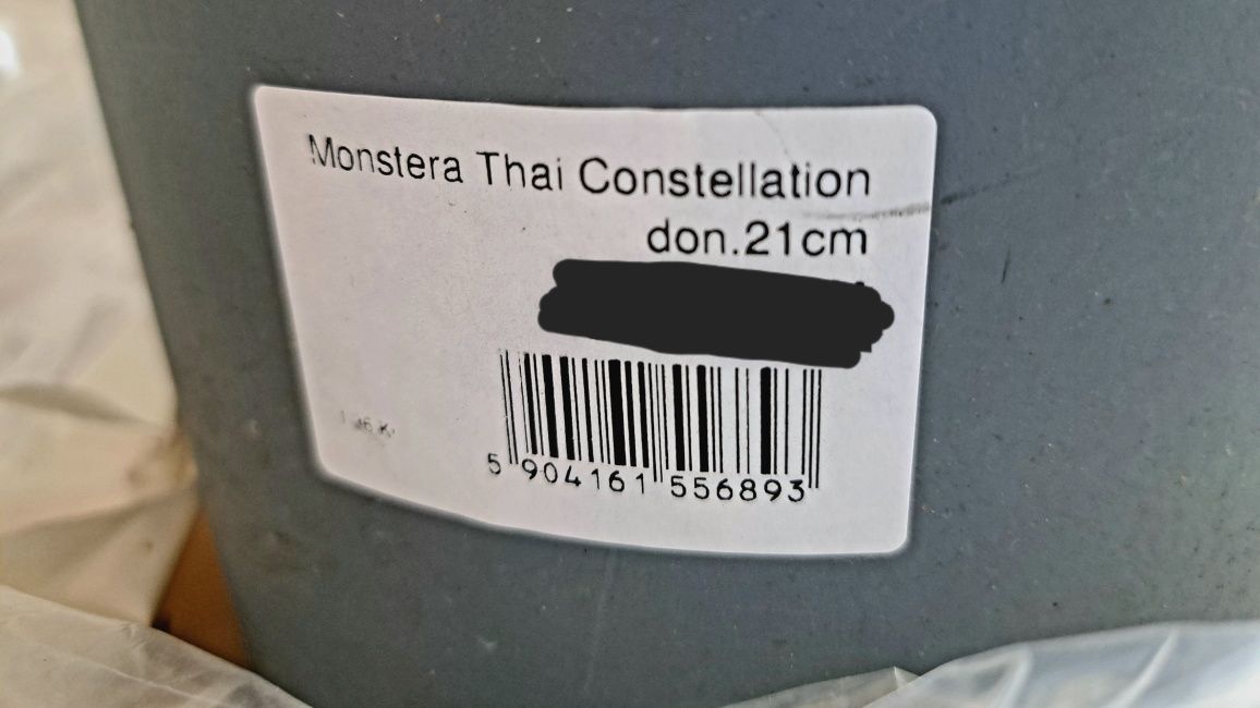 Monstera Thai constellation