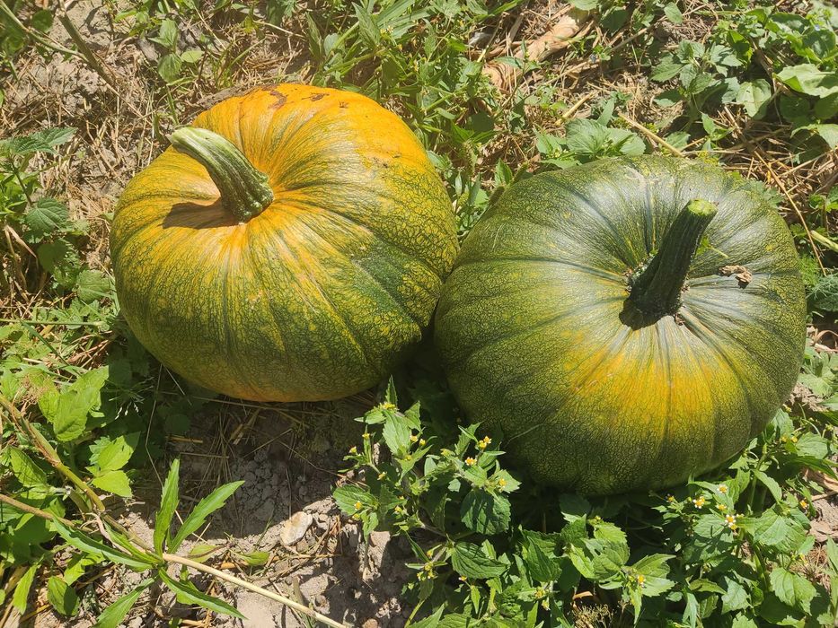 Dynia jadalna i ozdobna.