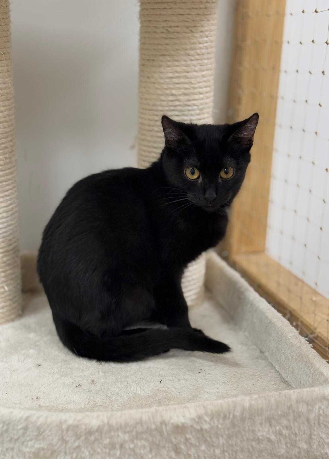 Lancelot - malutki, czarny kot do adopcji!