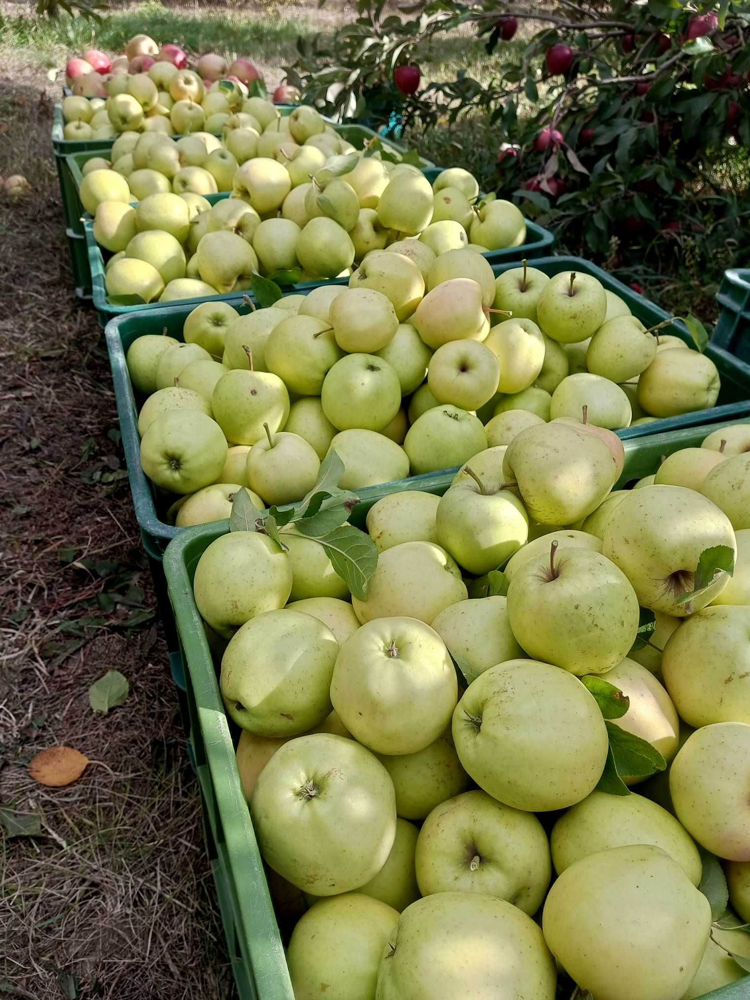 Яблука з власного саду