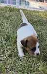 Jack russel com pedigree