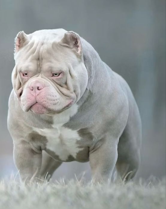 American bully pocket