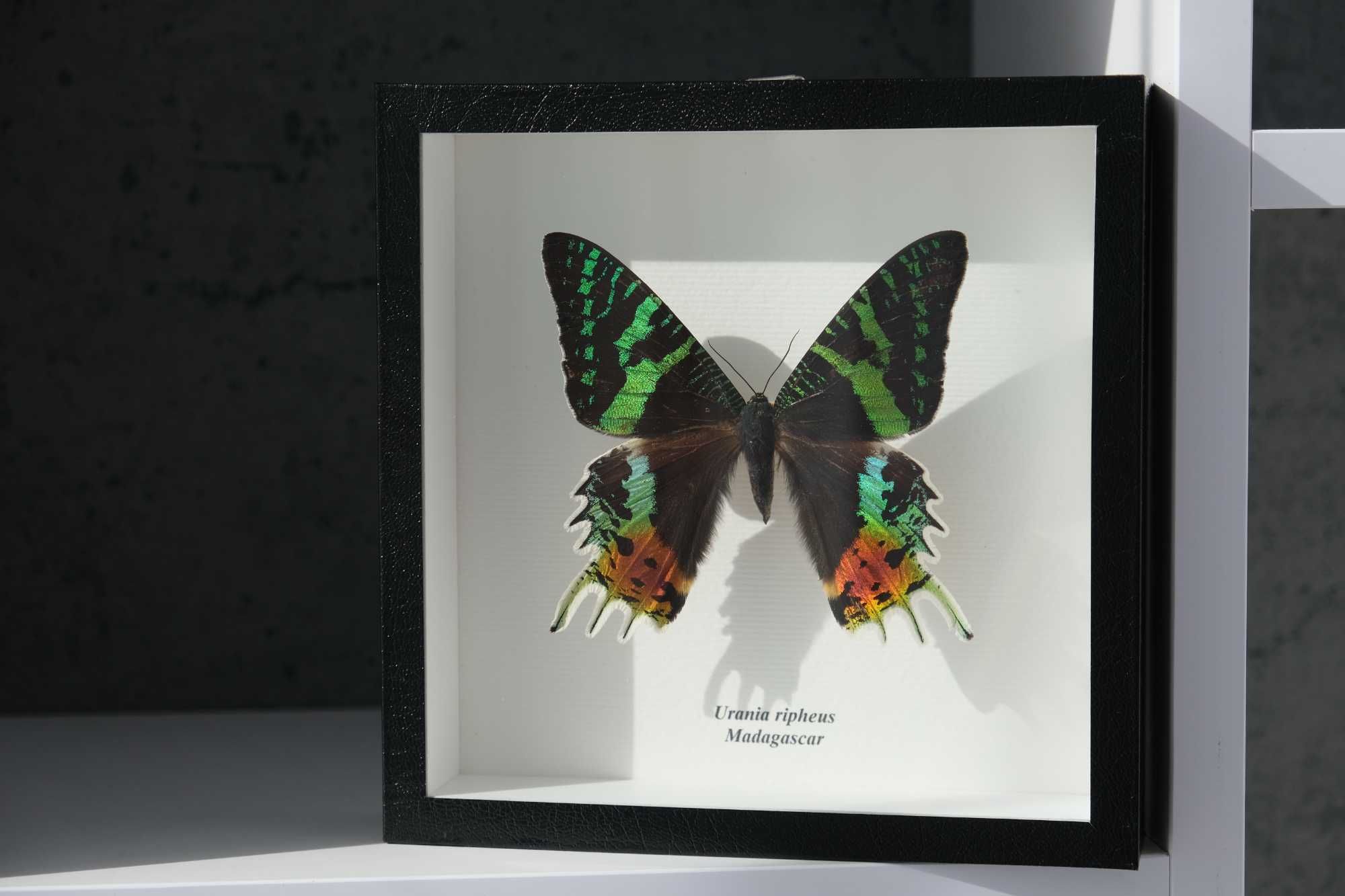Сувениры из тропических бабочек Urania ripheus Мадагаскар