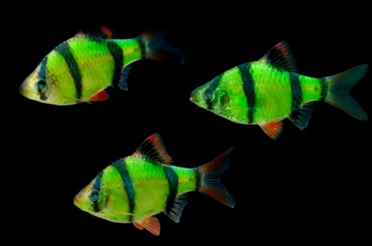 Барбус, барбус глофиш, GloFish, аквариумные рыбки