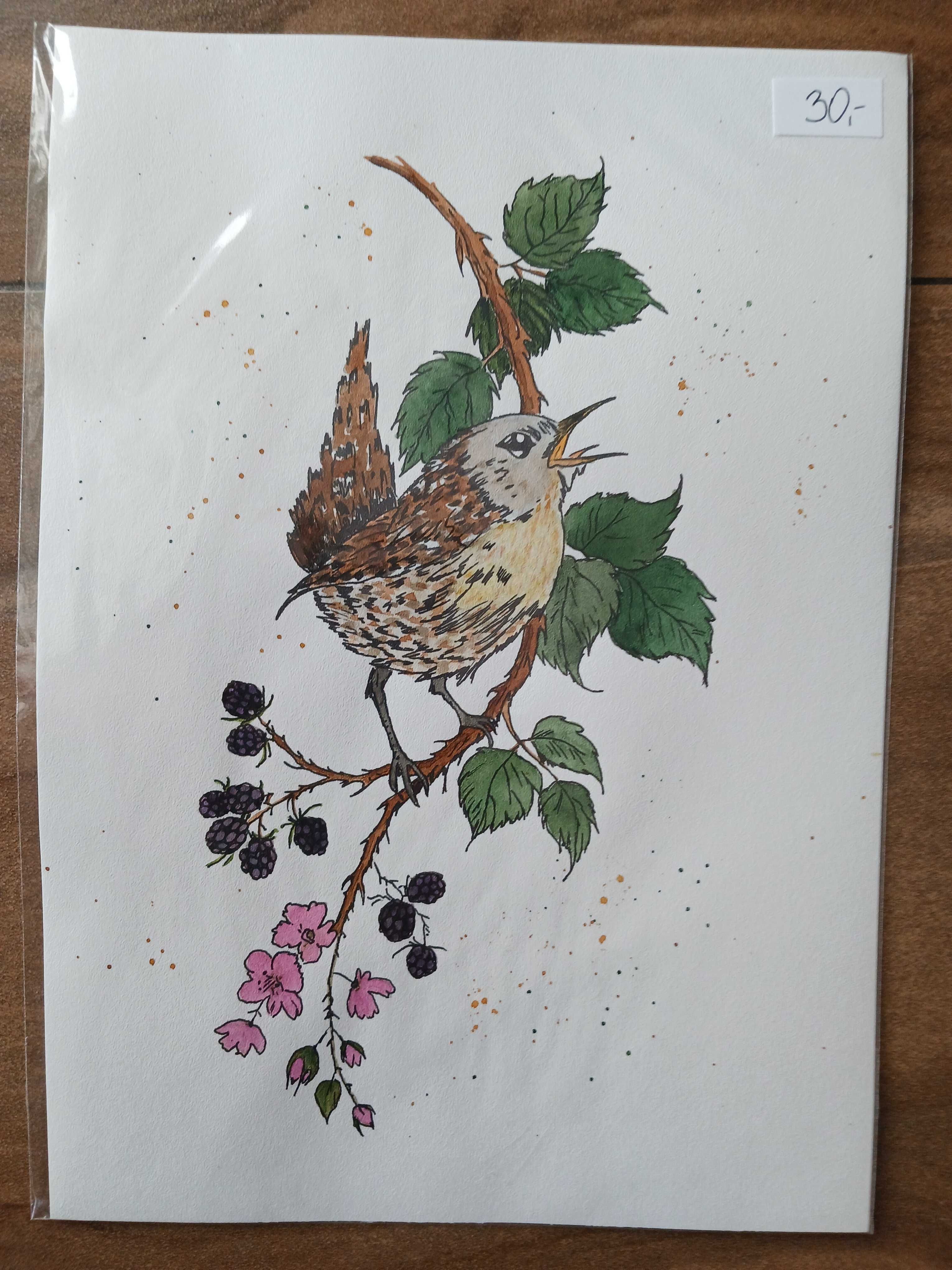 Akwarela, Akwarelka, Obrazek - Ptaszek A4 21 x 29,7 cm