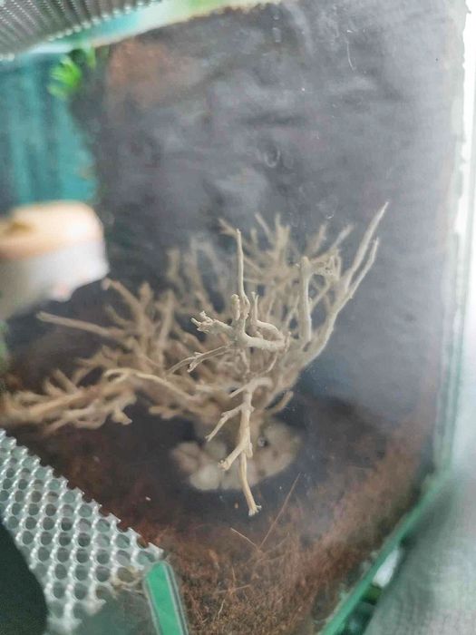 Terrarium 15 cm 14 cm 15 cm dla np pająka