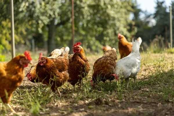 Temos para venda galinhas em postura a 5 euros cada