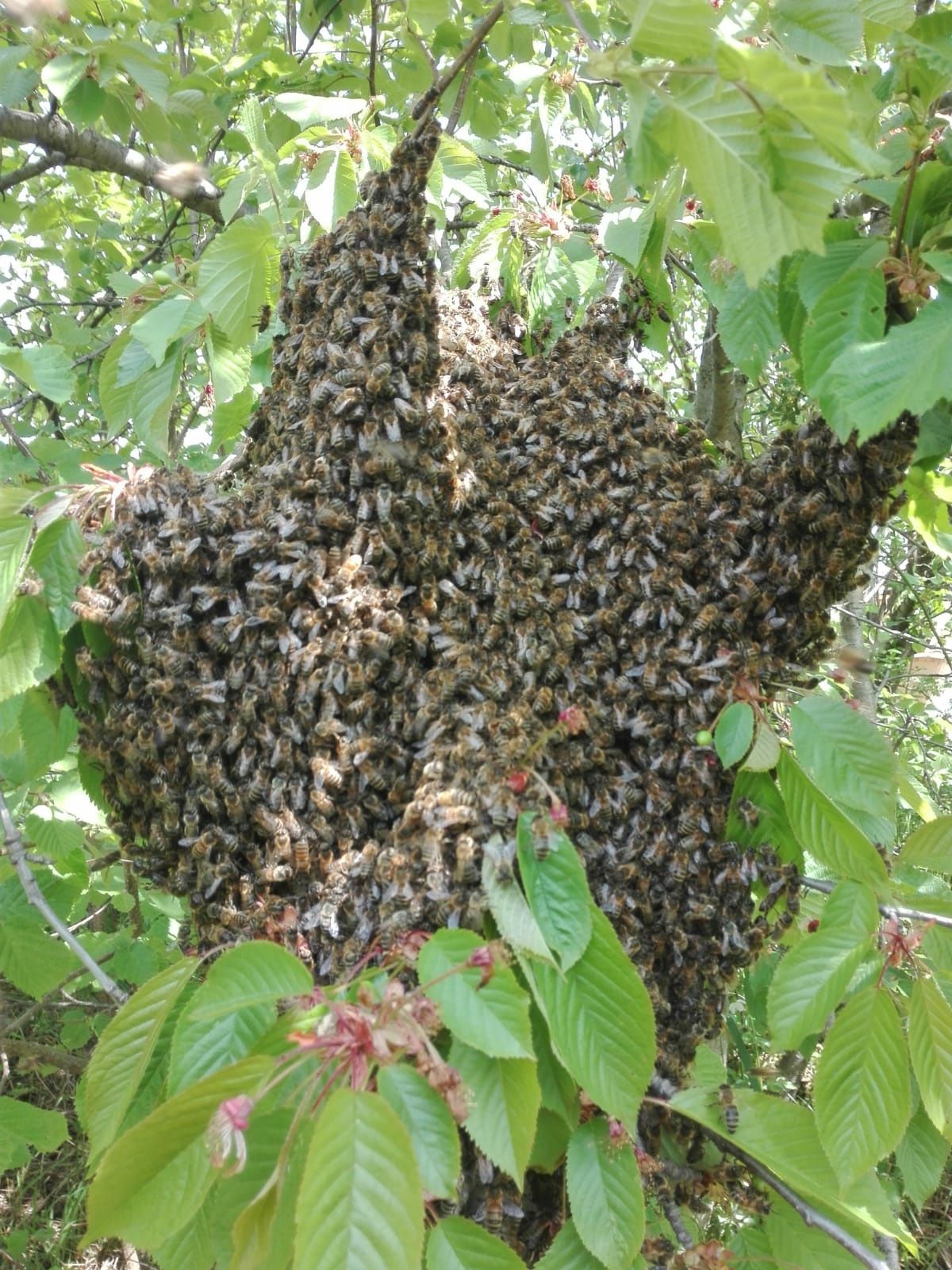 Rój pszczeli , Roje pszczele