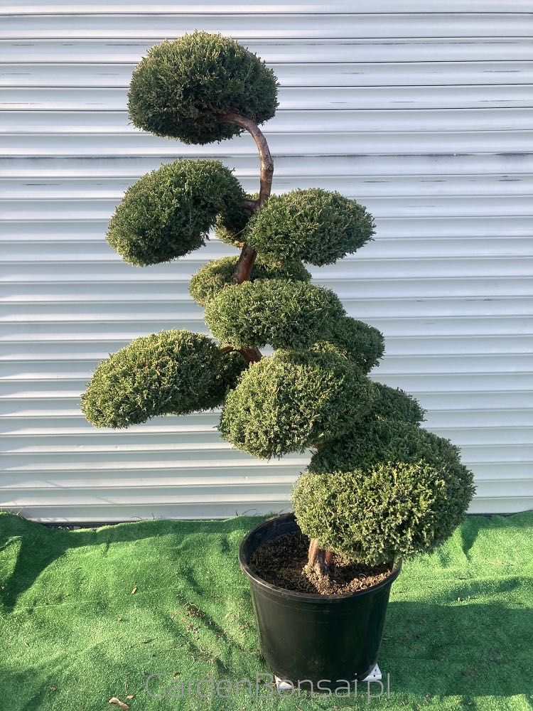 Drzewko BONSAI z jałowca - DOSTAWA - 150 cm - WYJĄTKOWY