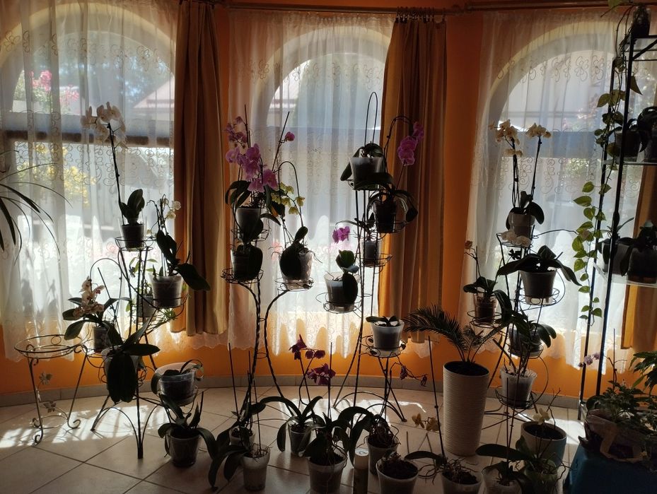 Цена снижена!Продам дом Закарпатье Вари+пекарня