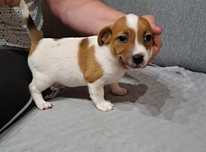 Jack russell terrier
