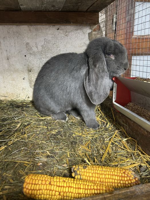 Baran francuski samiec