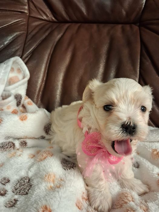 Maltipoo Piękna Suczka